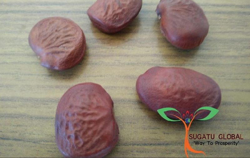 Pongamia Glabra Seeds, Color : Brown
