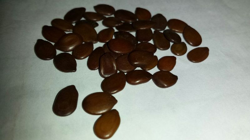 Silk Tree	 Seeds