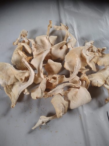Sun Dried Oyster Mushroom, Packaging Type : Plastic Bag