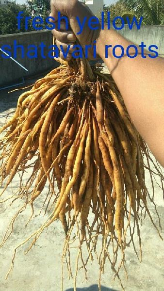 Yellow Fresh Shatavari Root