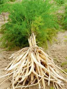Organic Shatavari Root, for Ayurvedic Medicine, Packaging Type : Jute Bags, PP Bag, Sack Bag