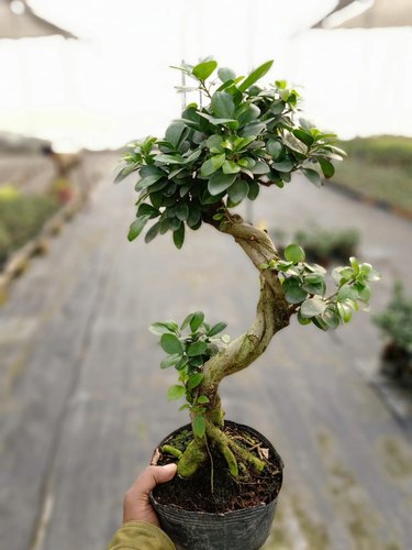 Ficus Bonsai, Color : Green