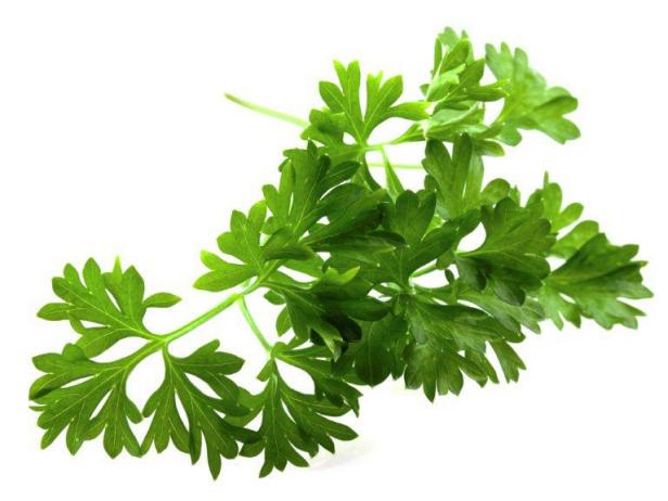 Organic Parsley Leaves, Color : Green