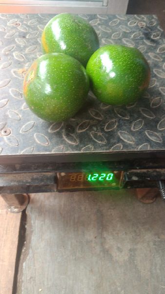 Fresh Avocado