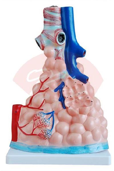 Magnified Pulmonary Alveoli Model