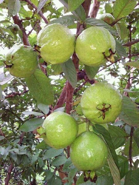 Organic Guava Plants, for Farming, Color : Green