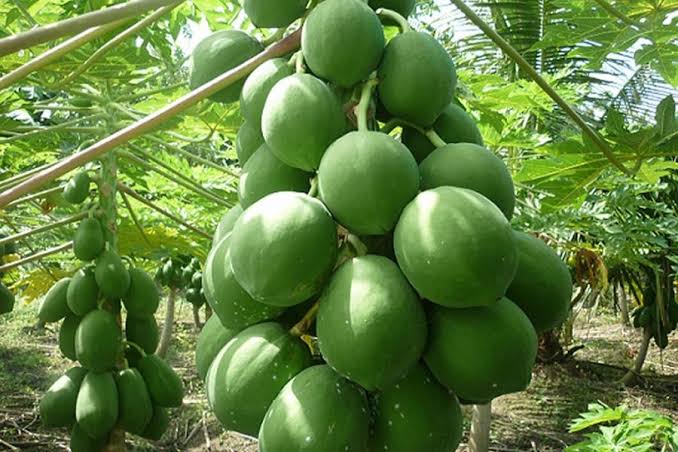 Organic Papaya Plants, Color : Green