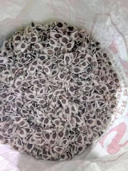 Raw Natural MORINGA SEEDS ODC 3, for Human Consumption, Soil, Seedlings, Packaging Type : Plastic Pouch