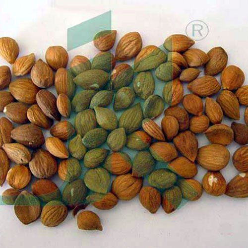 Apricot Seeds, Packaging Size : 25 Kg