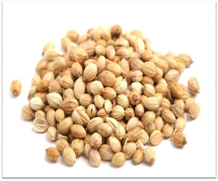 Natural coriander seeds, for Cooking, Specialities : Long Shelf Life, Good Quality