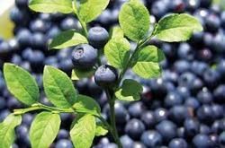 Bilberry Extract, For Medicinal, Style : Dried