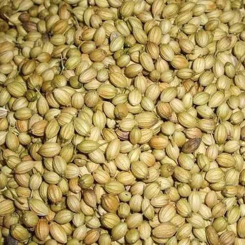 Organic Raw coriander seeds, Color : Green