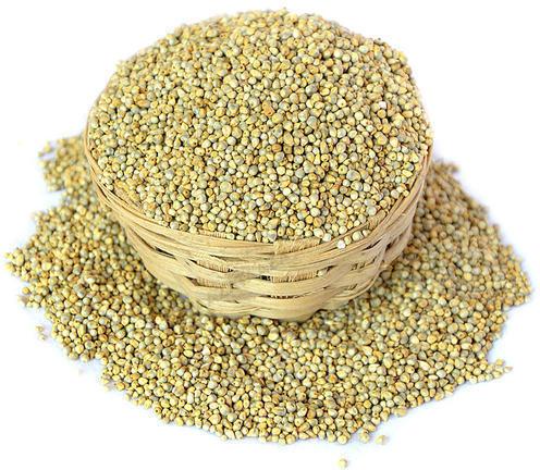 Indian Millet Seeds