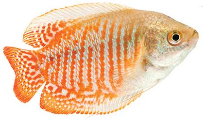 Gourami Fish