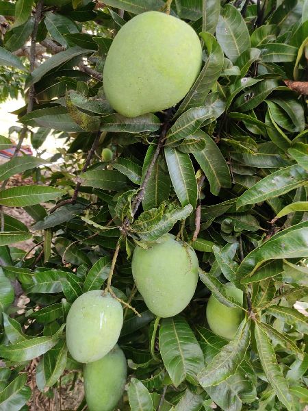 Fresh Banganpalli Mango, Color : Green