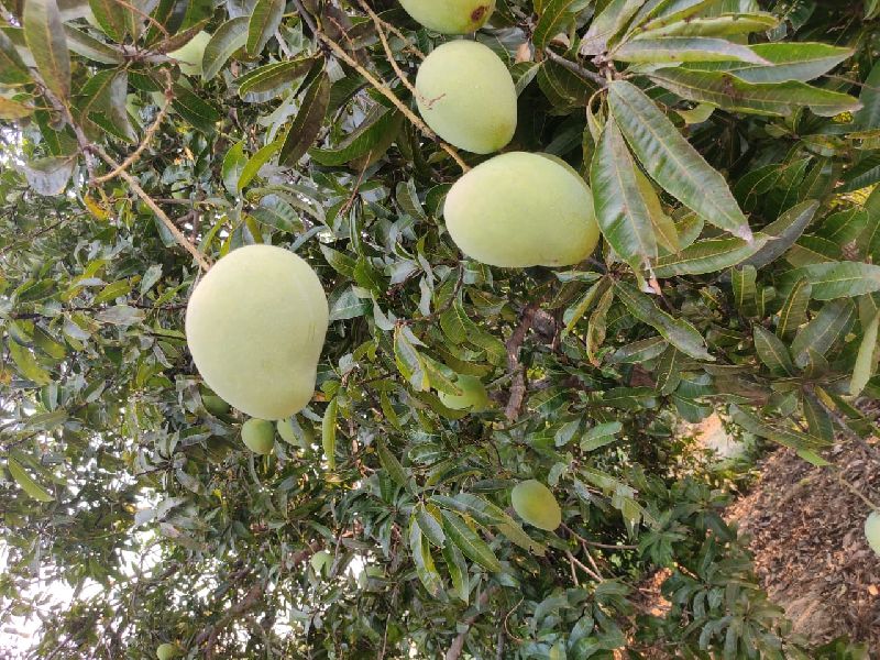 Natural Banganpalli Mango, Color : Green