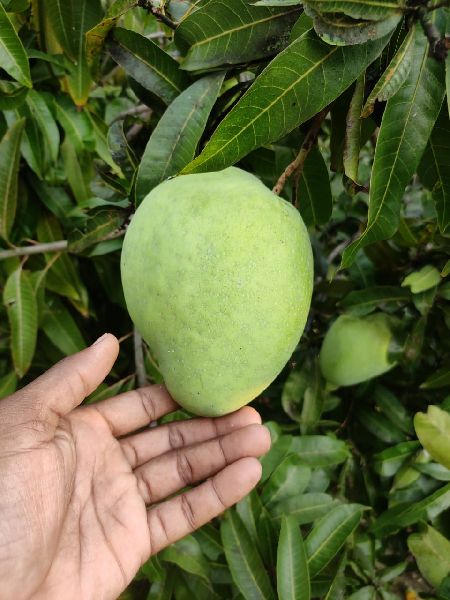 Organic Banganpalli Mango, Color : Green
