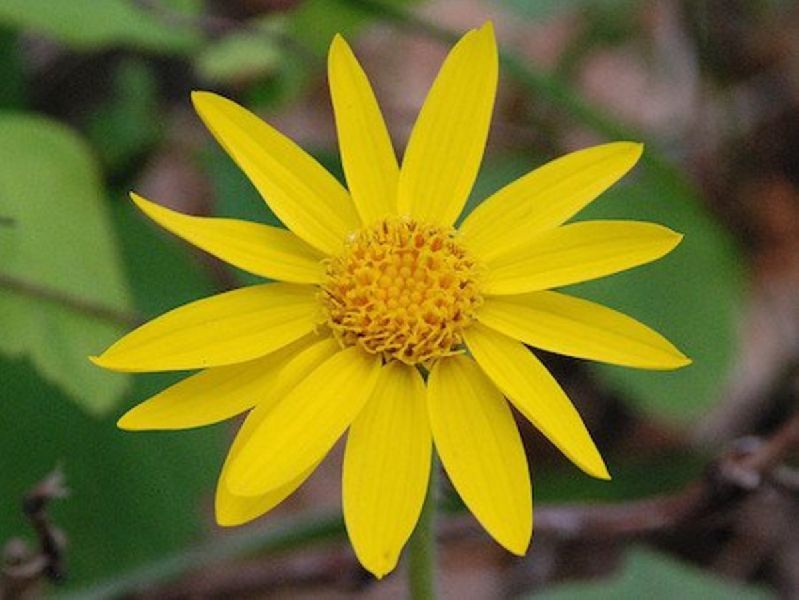 Arnica Oil