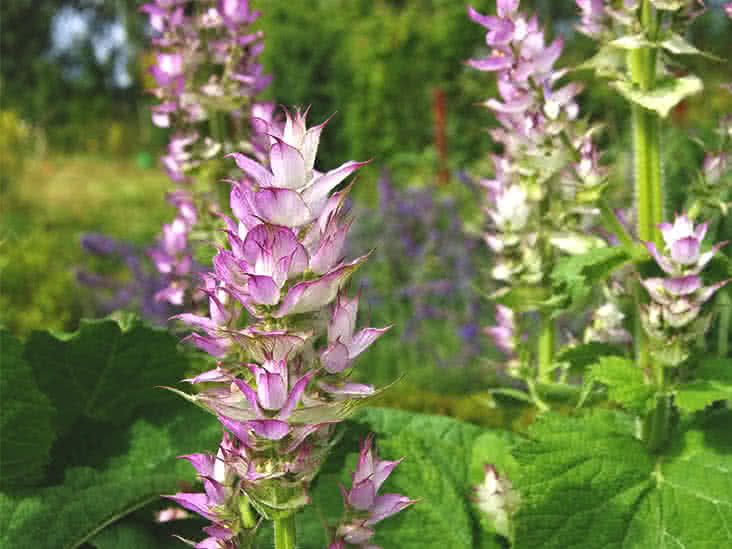 CELERY SAGE OIL