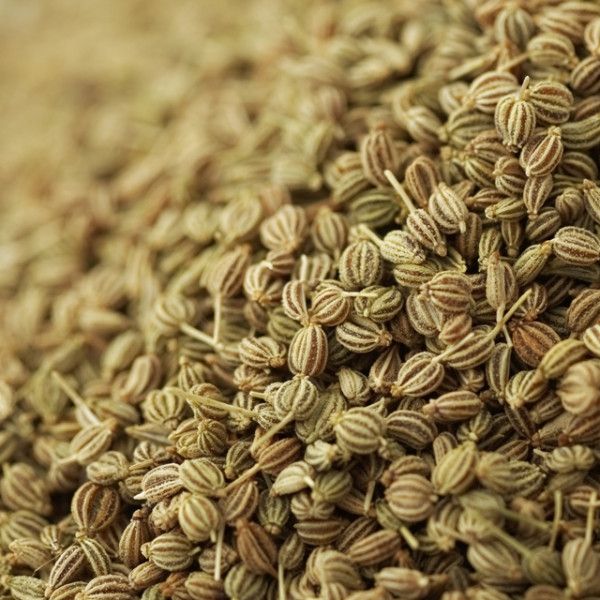 CELERY SEED OIL