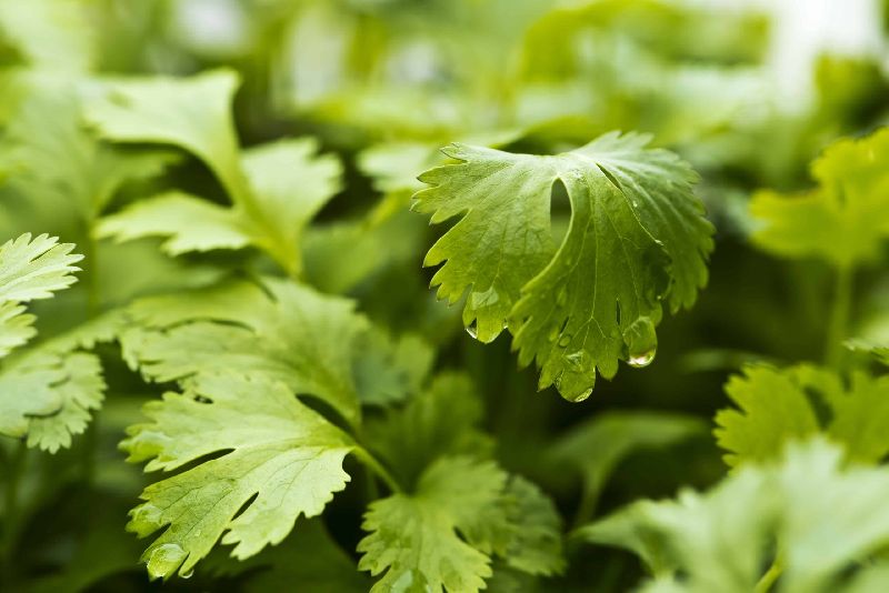 Coriander Oil