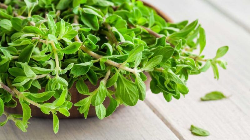 MARJORAM OIL