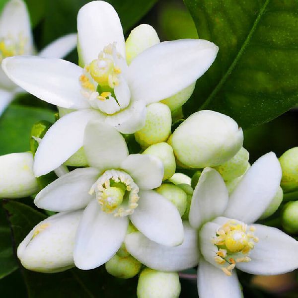 NEROLI OIL