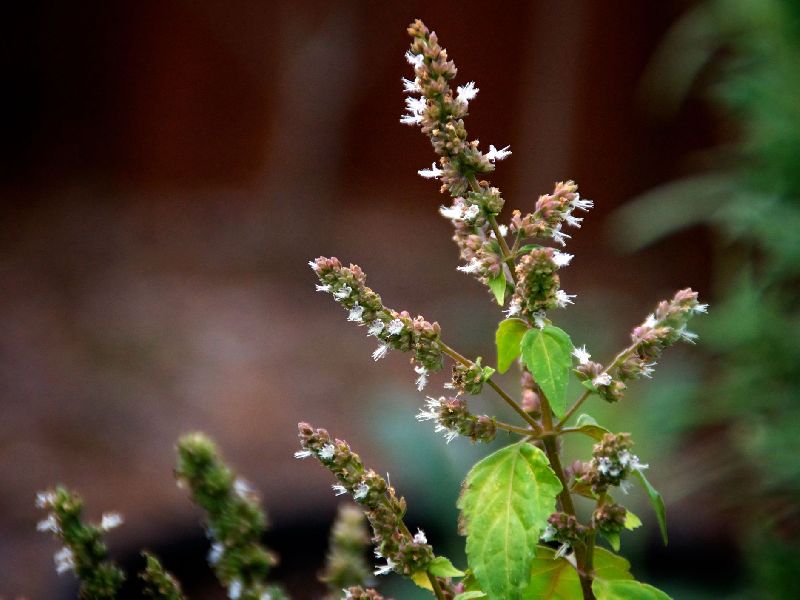 PATCHOULI OIL