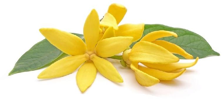 Ylang Ylang Oil