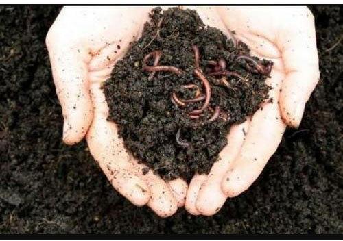 Organic Worm Castings Agricultural Vermicompost Fertilizer, for Agriculture, Packaging Type : Plastic Bag