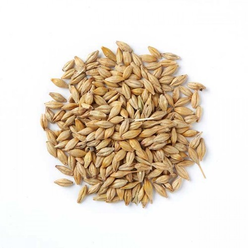 Organic Barley Seeds, Style : Fresh