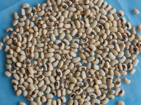 Raw Common cowpea seed, for Food Industry, Specialities : Good Quality