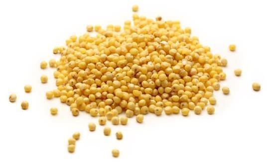 yellow millet