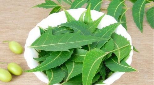 Neem Extract (Water Soluble)