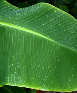 Fresh Banana Leaves