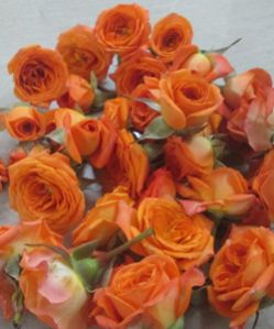 Orange Button Rose Flowers