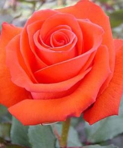 Corvette Rose