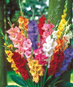 Multi Colour Organic Fresh Cut Gladiolus Flowers, For Decorative, Vase Displays, Wreaths, Shelf Life : 7days