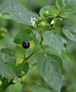 Fresh Manathakkali Keerai Leaves