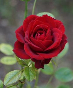 First Red Rose
