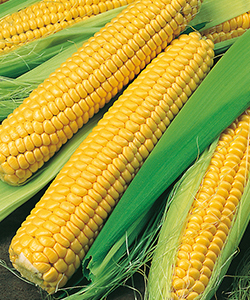 Fresh Sweet Corn