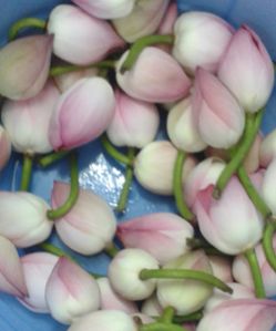 Lotus Buds Flowers