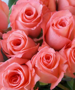 Organic Noblesse Rose, For Cosmetics, Decoration, Gifting