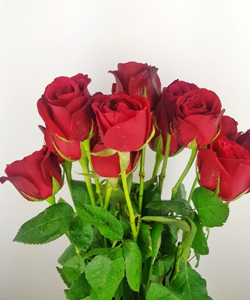 Natural Red Organic Tajmahal Rose, For Cosmetics, Decoration, Gifting, Style : Fresh