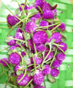 Purple Vadamalli Flowers, For Decoration