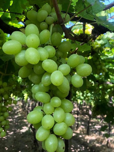 Organic Fresh Grapes, for Human Consumption, Color : Green