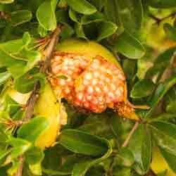 Punica Granatum Extract