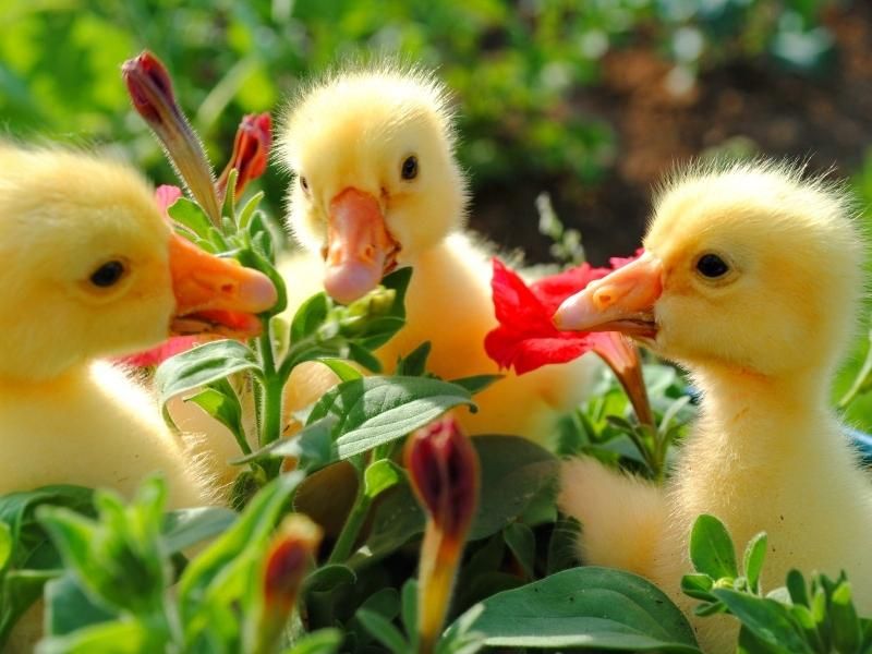 Country Ducklings, for Farming, Gender : Female, Male