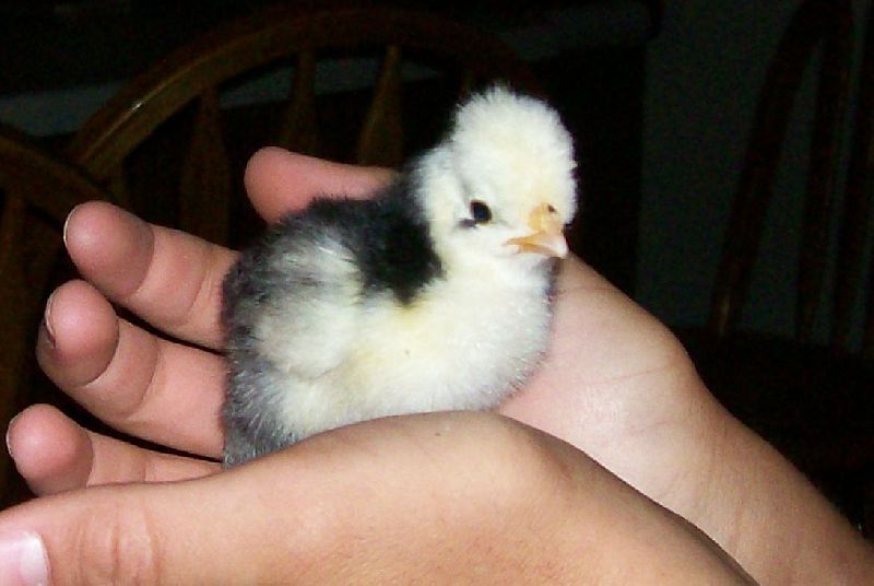 Fancy Chicken Chicks (1 Day Old)