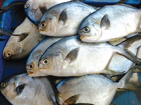 Pompano Fish Seeds